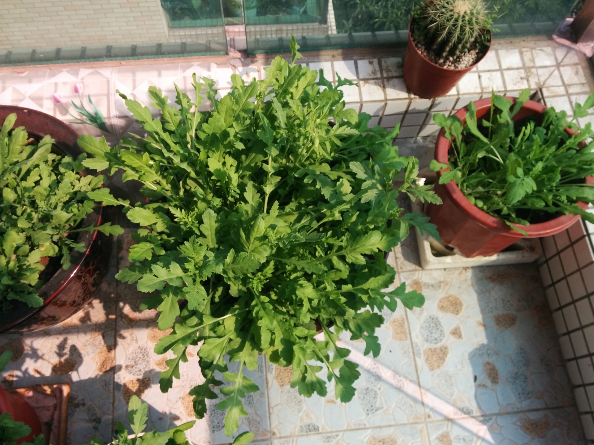 IMG_20150209_140845PN